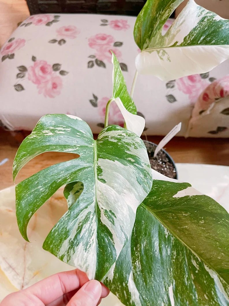 Half moon: 4 Leaves monstera Albo borsiagina white tiger - Express image 6