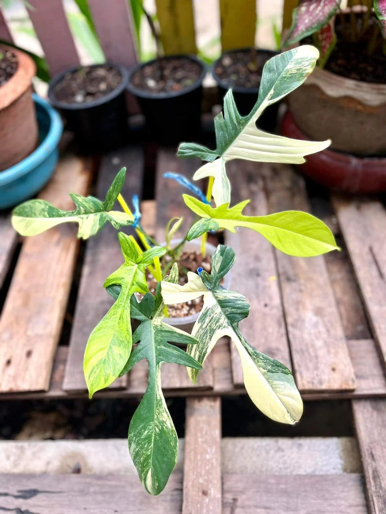 Philodendron Florida Beauty Variegated Fully Rooted Plant image 4