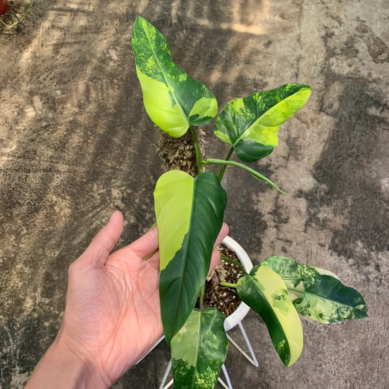 Philodendron Domesticum Variegated 9 Leaves image 3