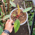 Philodendron Strawberry Shake Variegated — Rooted Plant image 5
