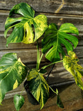 Sport Monstera XXL - Monstera Aurea - Variegated Monstera Deliciosa Large Form Sport Aurea. Monreo. image 4