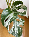 Monstera Albo Variegata 6 leaves image 5