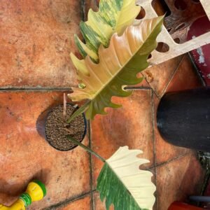 Philodendron Caramel Marble Highly Variegated Top Cutting image 0