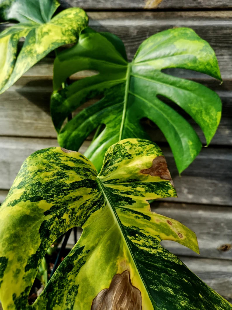Sport Monstera XXL - Monstera Aurea - Variegated Monstera Deliciosa Large Form Sport Aurea. Monreo. image 3