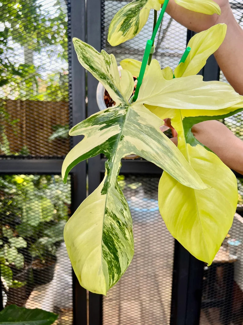 Philodendron Florida Beauty Variegated Fully Rooted Plant 4 big leaves image 2