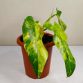Philodendron Domesticum Variegated Rare image 2