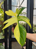Philodendron Florida Beauty Variegated Fully Rooted Plant 3 leaves image 3