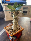 Pachypodium — Group Collection image 3