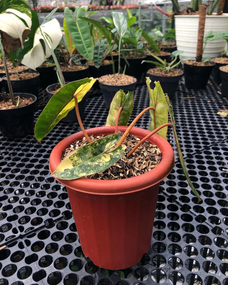 Philodendron Billietiae Variegated — Live Plant image 8