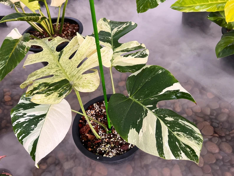 Rare Monstera Mint Deliciosa Borsigiana Variegata Live Plant Fully Rooted 4 Leaves image 3