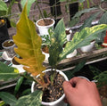 Philodendron Caramel marble image 2