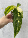 Philodendron domesticum variegated image 3