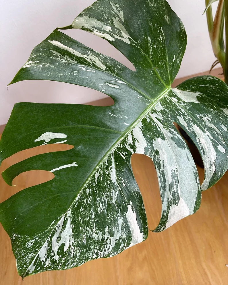 Monstera Albo Variegata 6 leaves image 4