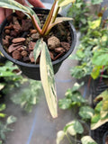 Philodendron Caramel Marble Variegated Fully Rooted Baby Plant image 4