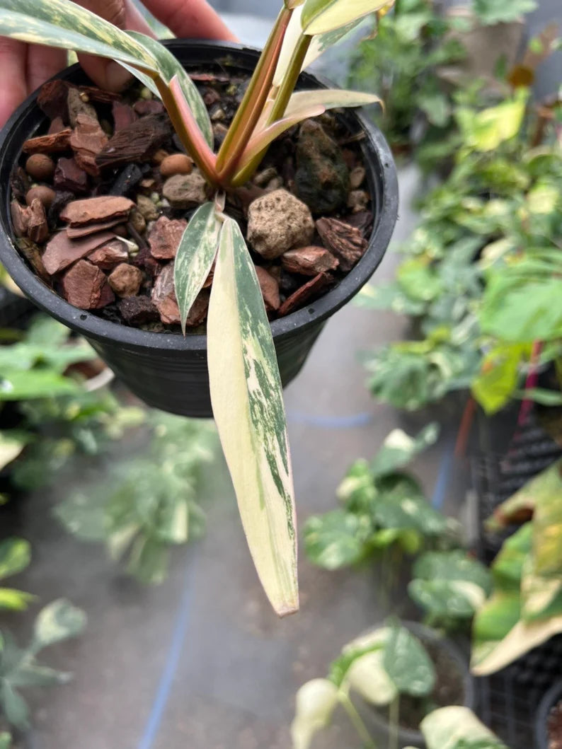 Philodendron Caramel Marble Variegated Fully Rooted Baby Plant image 4