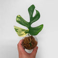 Rhaphidophora Tetrasperma Aurea Variegated image 5