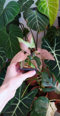 Syngonium red spot tricolor baby plant n.1 image 0