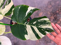 Rare Monstera Mint Deliciosa Borsigiana Variegata Live Plant Fully Rooted 4 Leaves image 2