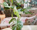 Very Rare: 5 leaves Monstera albo borsiagina Marble full rooted- H40cm image 6