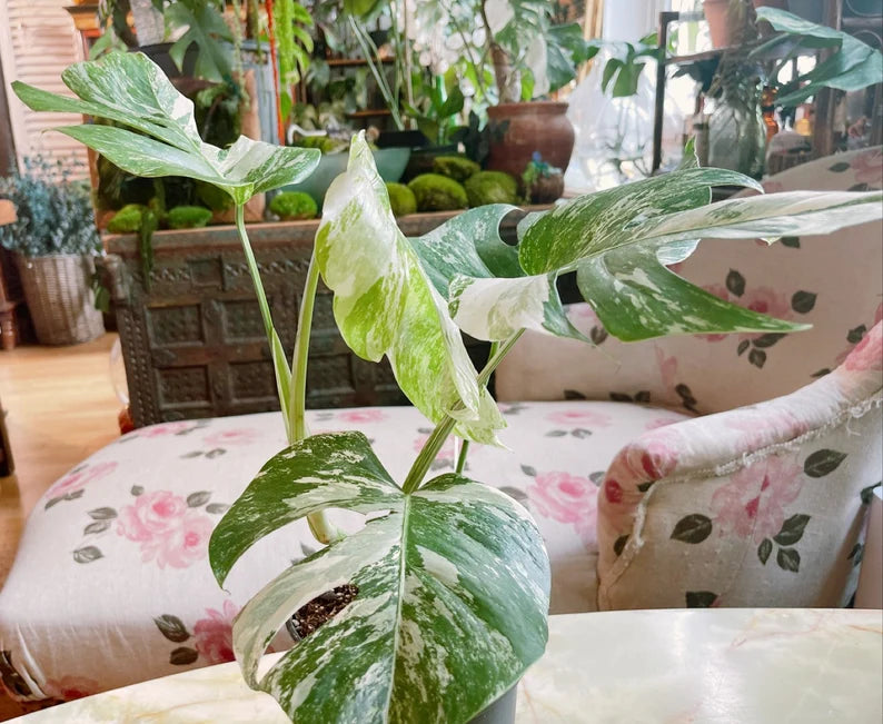 Very Rare: 5 leaves Monstera albo borsiagina Marble full rooted- H40cm image 6