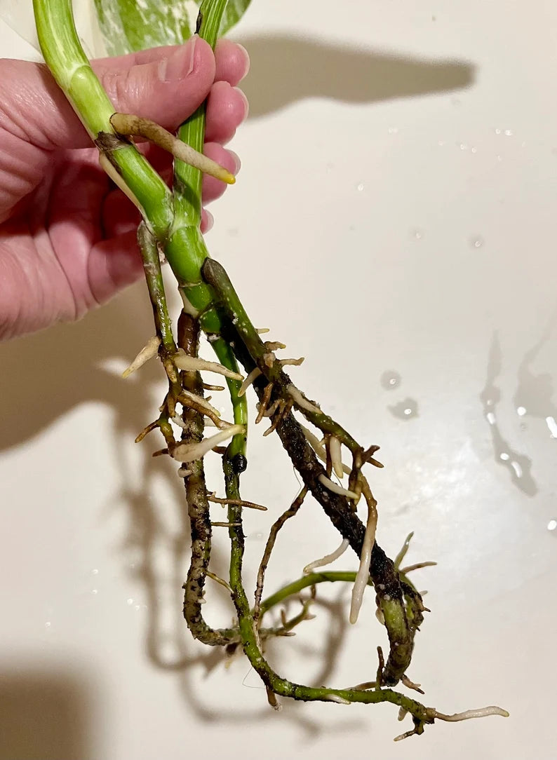 HALF-MOON Albo Monstera Plant- Highly Variegated & Fully Rooted image 1