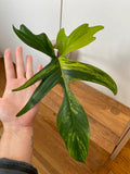 XL Rooted Philodendron Florida Beauty Cutting image 2