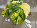 Rare monstera borsigiana aurea variegated image 1