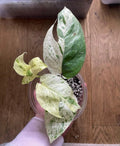 Marble epipremnum pinnatum (very rare) image 2