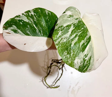 HALF-MOON Albo Monstera Plant- Highly Variegated & Fully Rooted image 0