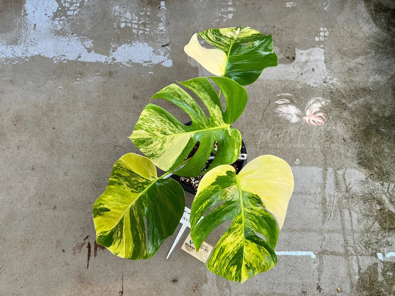 Rare monstera borsigiana aurea variegated image 2