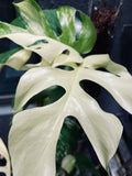 Rhaphidophora Tetrasperma Albo Variegated Paragon image 5
