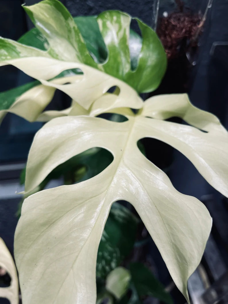 Rhaphidophora Tetrasperma Albo Variegated Paragon image 5