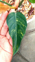 Philodendron Caramel Marble Variegated image 3