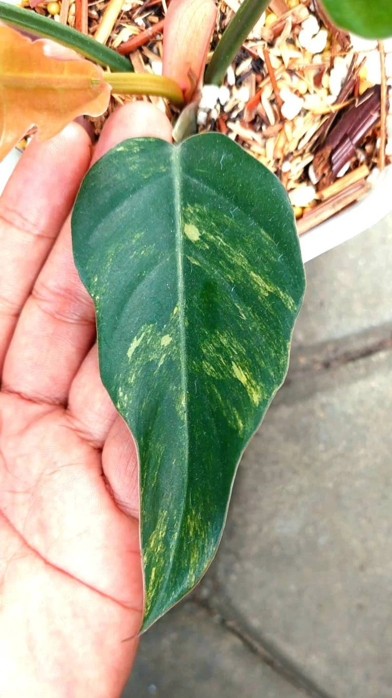 Philodendron Caramel Marble Variegated image 3