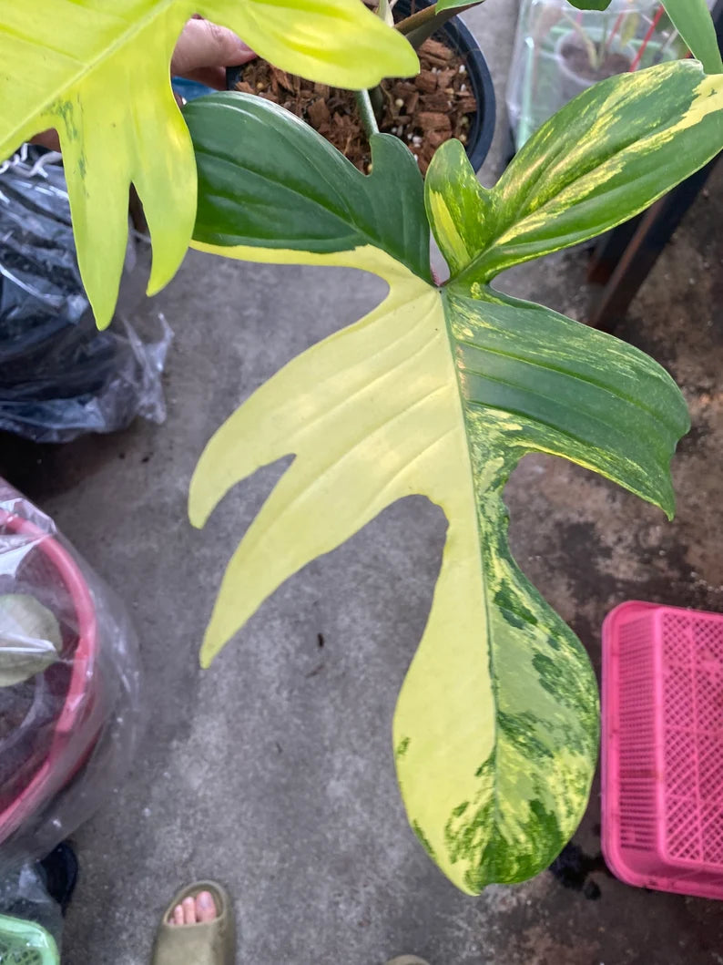 Philodendron Florida Beauty Variegated (Pedatum) image 1