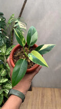 Philodendron Green Congo Variegated Rare image 1