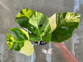 Rare monstera borsigiana aurea variegated image 4