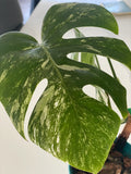 Monstera Albo FULL PLANT image 1