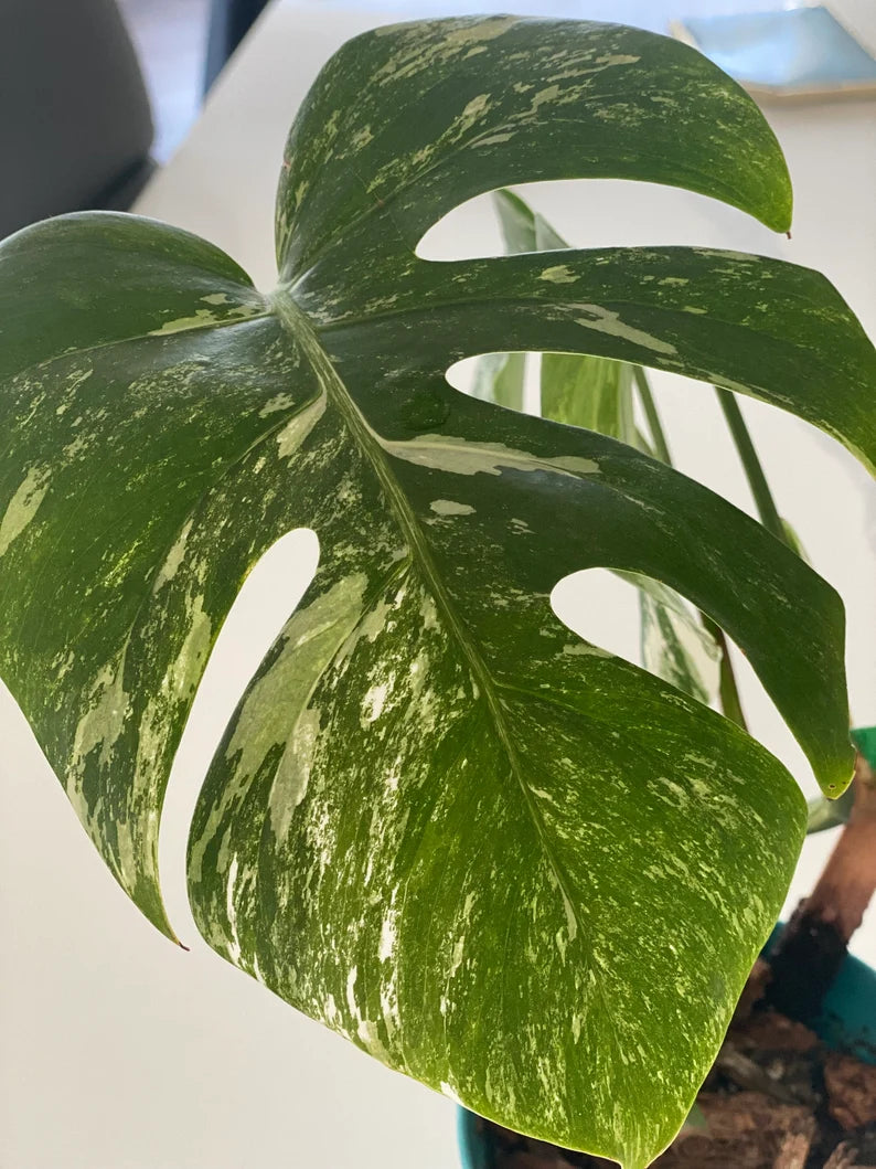 Monstera Albo FULL PLANT image 1