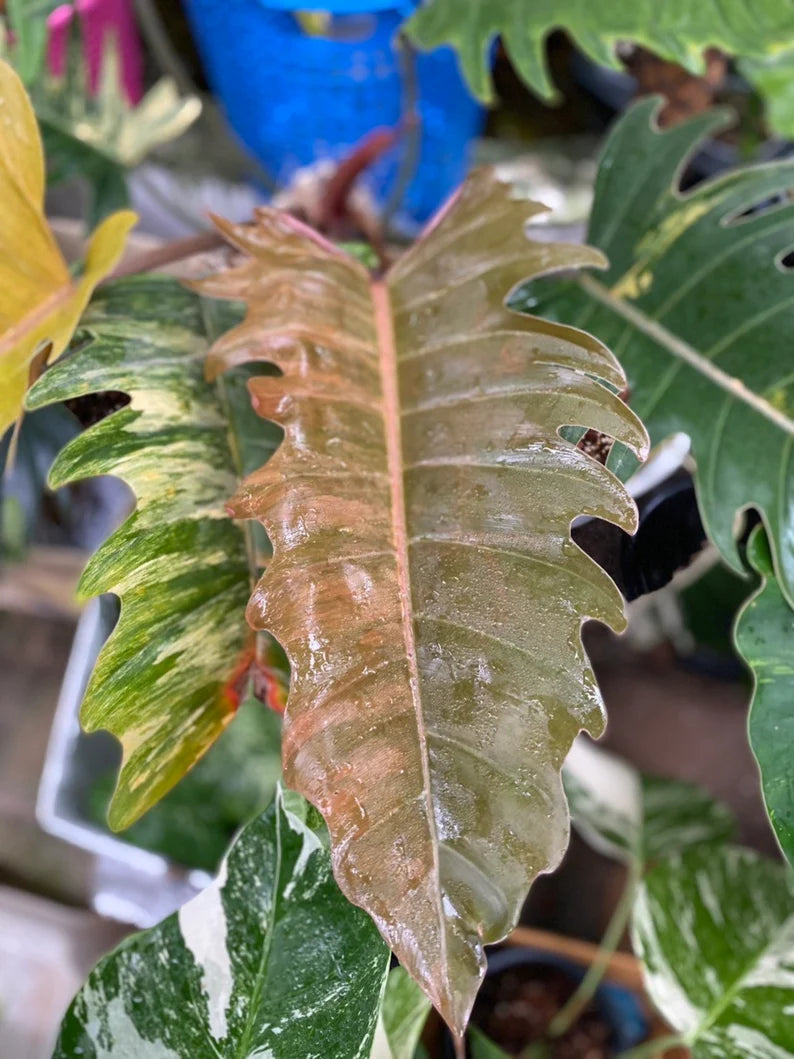 Rare Big Size Philodendron Caramel Marble Variegated Fully Rooted Plant 9 leaves image 7