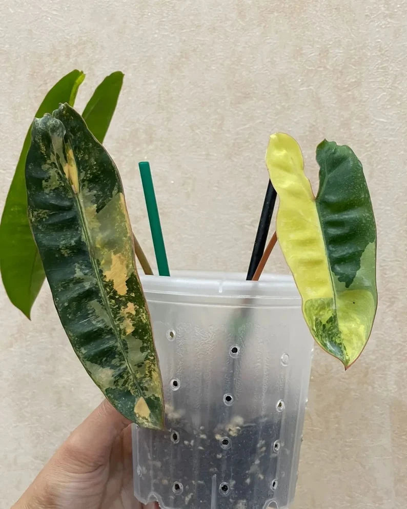 Philodendron Billietiae Variegated — Live Plant image 1