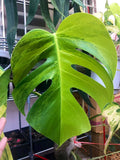 Monstera AUREA Variegated Borsigiana Live Plant Fully Rooted image 2