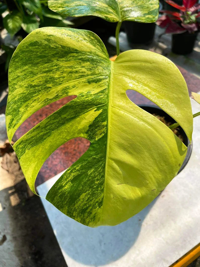 Monstera AUREA Variegated Borsigiana Live Plant Fully Rooted image 0