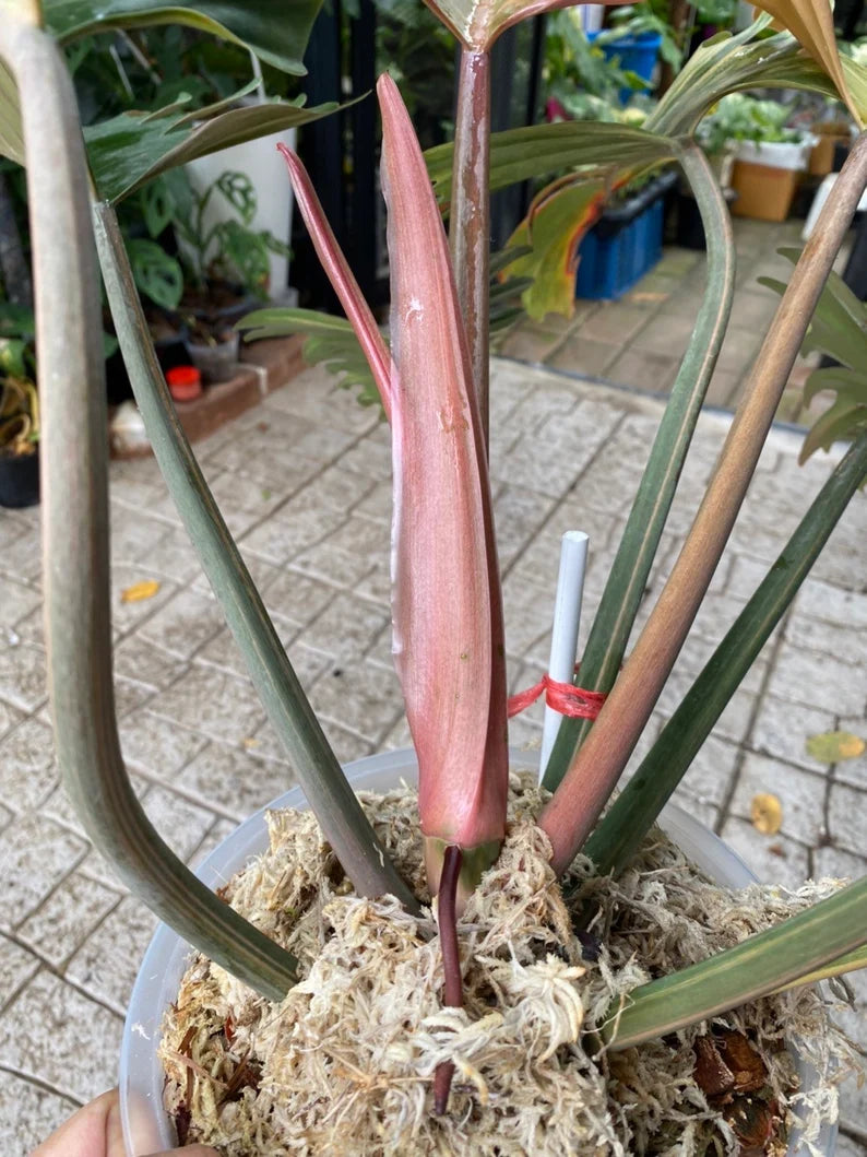 Rare Big Size Philodendron Caramel Marble Variegated Fully Rooted Plant 9 leaves image 1