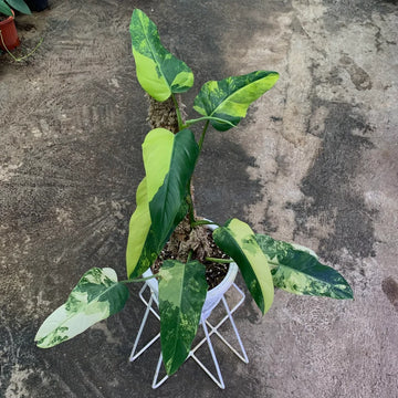 Philodendron Domesticum Variegated 9 Leaves image 0