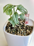 Monstera Adansonii Mint - whole plant. Phyto included! image 2