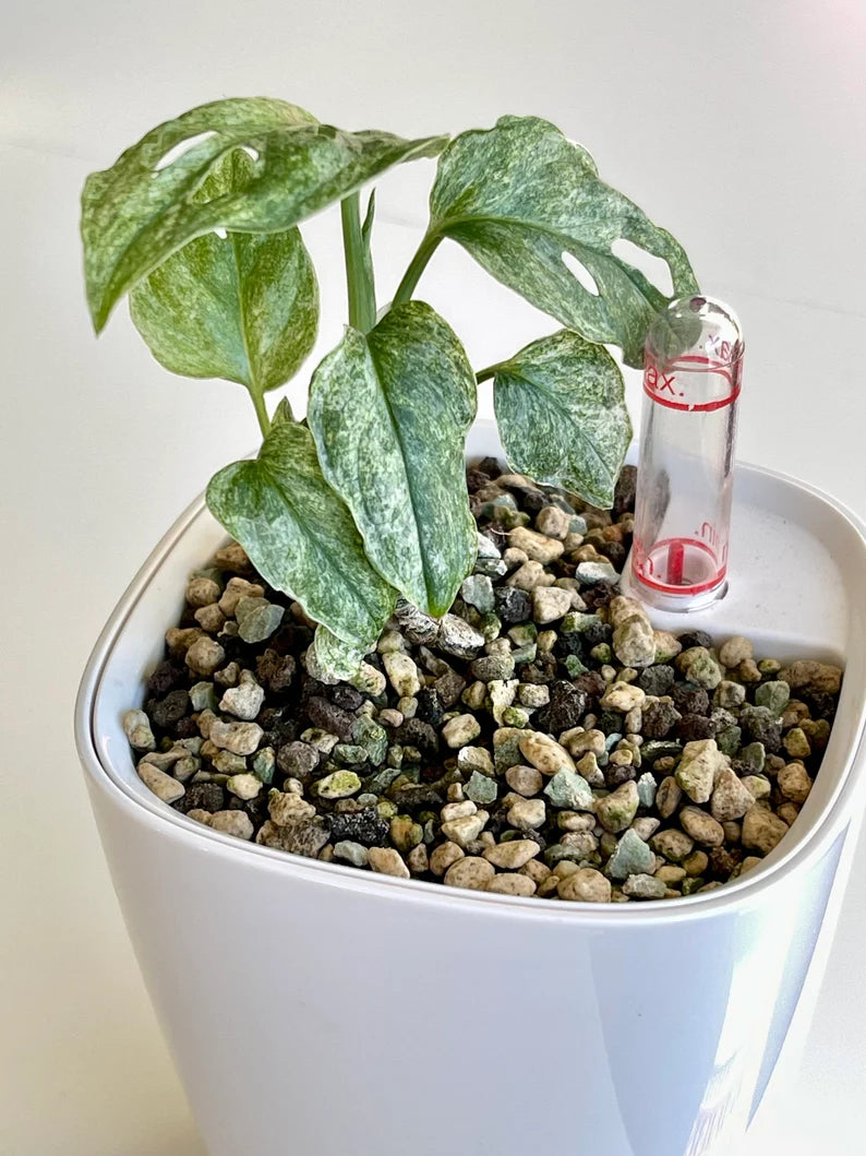 Monstera Adansonii Mint - whole plant. Phyto included! image 2