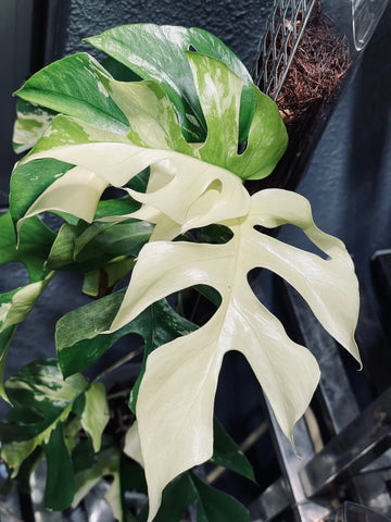 Rhaphidophora Tetrasperma Albo Variegated Paragon image 0