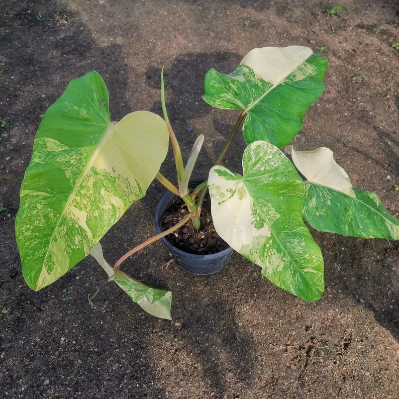 Philodendron Domesticum Variegated — 1 Pot image 1
