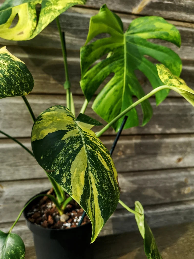 Sport Monstera XXL - Monstera Aurea - Variegated Monstera Deliciosa Large Form Sport Aurea. Monreo. image 2